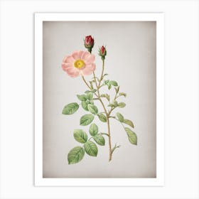 Vintage Sparkling Rose Botanical on Parchment n.0658 Art Print