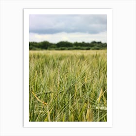 Wheat Barley Field (2008) Art Print