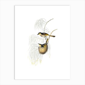 Vintage Singing Honeyeater Bird Illustration on Pure White n.0115 Art Print