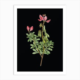 Vintage Restharrows Botanical Illustration on Solid Black n.0777 Art Print