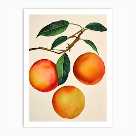 Blood Orange Watercolour Fruit Painting Fruit Art Print