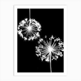 Alliums black white Art Print