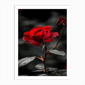 Dark Rose 164 Art Print