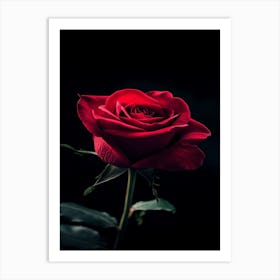 Red Rose On Black Background 53 Art Print