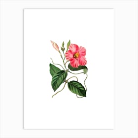 Vintage Knob Jointed Dipladenia Botanical Illustration on Pure White n.0155 Art Print