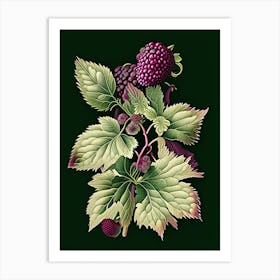 Blackberry Blossom Wildflower Vintage Botanical 2 Art Print
