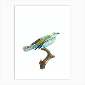 Vintage Abyssinian Roller Female Bird Illustration on Pure White Art Print