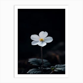 White Flower 16 Art Print