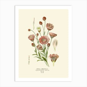 Botanical Print 7 Art Print