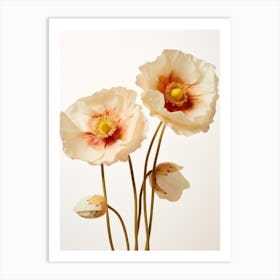 Pressed Wildflower Botanical Art Poppies 2 Art Print