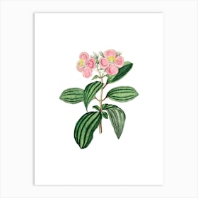 Vintage Starry Osbeckia Flower Botanical Illustration on Pure White n.0790 Art Print