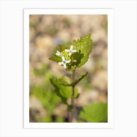 Watercress Wildflowers Art Print