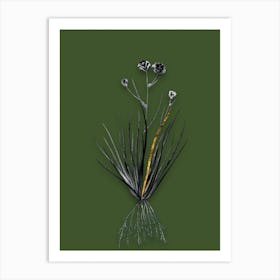 Vintage Blue CornLily Black and White Gold Leaf Floral Art on Olive Green n.0319 Art Print
