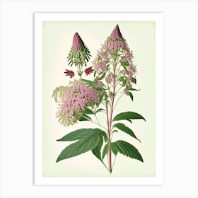 Joe Pye Weed Wildflower Vintage Botanical Art Print