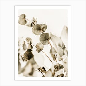 Eucalyptus Art Print