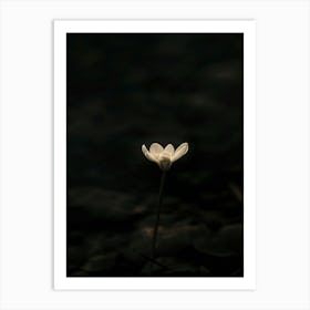 Single Flower In The Dark 58 Art Print