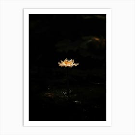 Lotus Flower 52 Poster