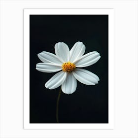 White Daisy 3 Art Print