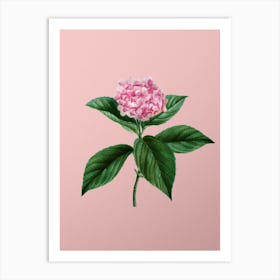Vintage French Hydrangea Botanical on Soft Pink n.0415 Art Print