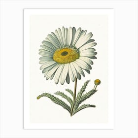 Shasta Daisy Wildflower Vintage Botanical 1 Art Print
