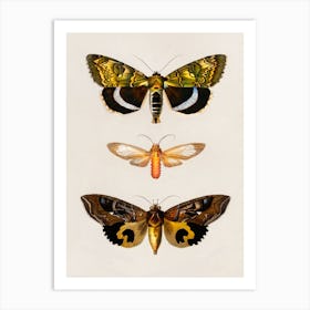 Three Moths Canvas Print Art Print