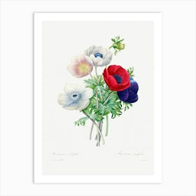 Anemone, Pierre Joseph Redoute Art Print