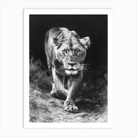 Barbary Lion Charcoal Drawing Lioness 4 Art Print