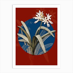 Abdqy Vintage Botanical Pancratium Illyricum On Circle Blue On Red N Art Print