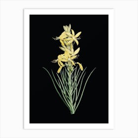 Vintage Yellow Asphodel Botanical Illustration on Solid Black n.0614 Art Print