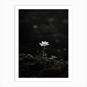 Daisy In The Dark Art Print