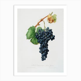 Grape Spanna (Vitis Vinifera Pedemontana) From Pomona Italiana (1817 1839), Giorgio Gallesio Art Print