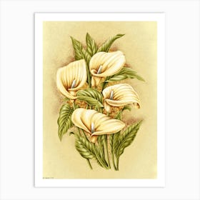 Calla Lily 2 Art Print