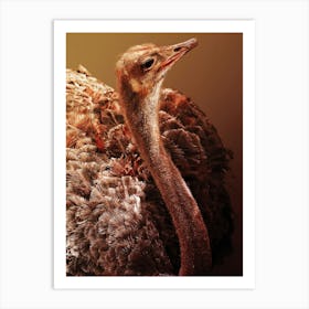 Ostrich Art Print