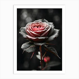 Dark Rose Art Print