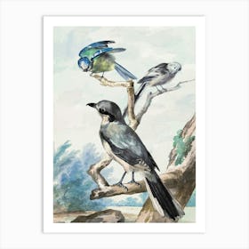 Three Birds Perched On A Branch Art Print