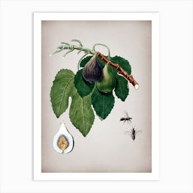 Vintage Fig Botanical on Parchment n.0443 Art Print