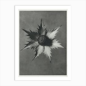 Miss Willmott S Ghost (1928), Karl Blossfeldt Art Print