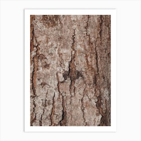 Natural Tree Bark Texture Art Print