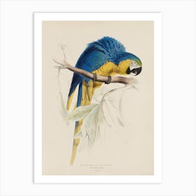 Lear 1 Macrocercus Aracange Art Print