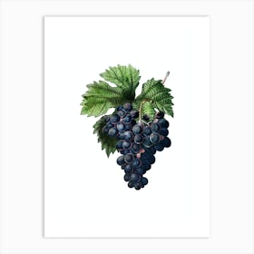 Vintage Grape Vine Botanical Illustration on Pure White n.0051 Art Print
