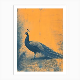 Blue & Orange Peacock In The Wild 1 Art Print