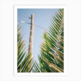 Palm leaves // Ibiza Nature & Travel Photography 1 Art Print