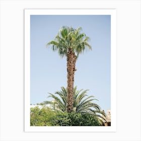 Palmtree in Eivissa // Ibiza Nature & Travel Photography Art Print