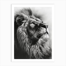 Barbary Lion Charcoal Drawing Portrait Close Up 1 Art Print