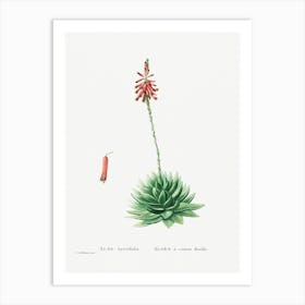 Aloe Brevifolia, Pierre Joseph Redoute Art Print
