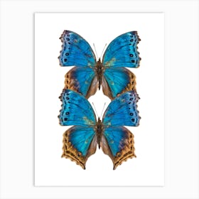 Two Deep Blue Butterflies Art Print