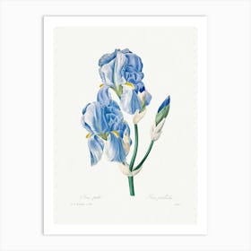 Iris Pallida, Pierre Joseph Redouté Art Print