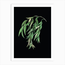 Vintage Babylon Willow Botanical Illustration on Solid Black n.0684 Art Print