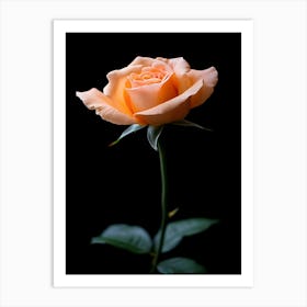 Peach Rose Isolated On Black Background 2 Art Print