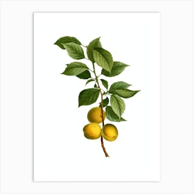 Vintage Briancon Apricot Botanical Illustration on Pure White n.0487 Art Print